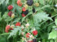 How To Prune Blackberries