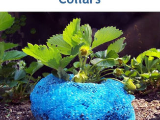 Homemade Strawberry Collars