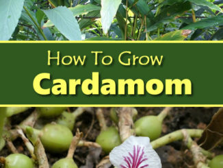 How To Grow Cardamom