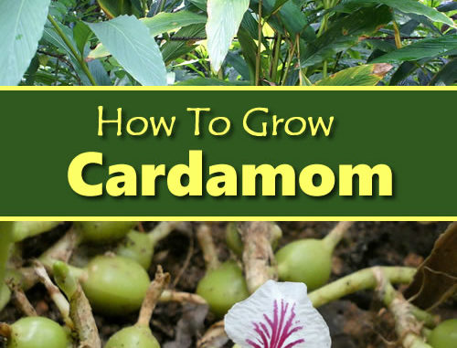 How To Grow Cardamom