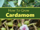 How To Grow Cardamom