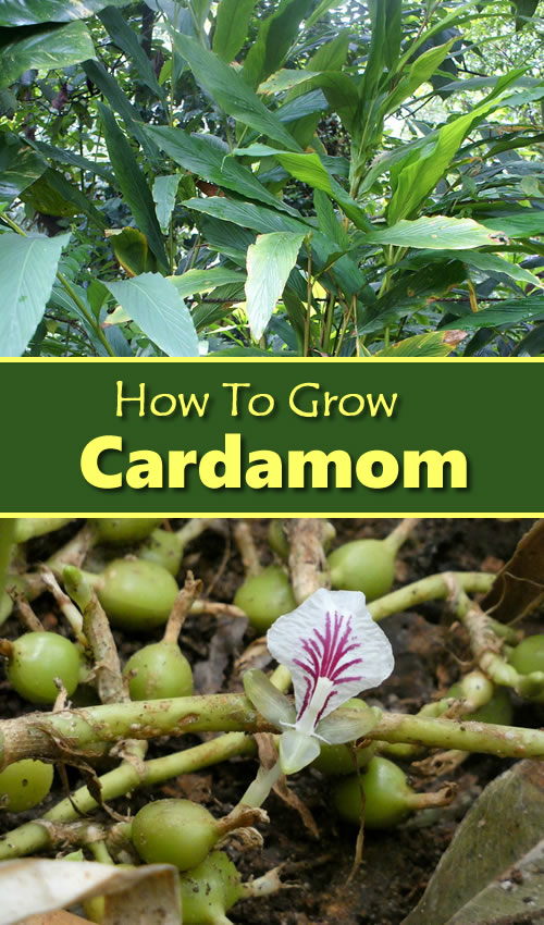 How To Grow Cardamom