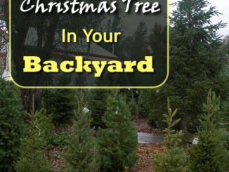 How To Grow Your Own Christmas Trees