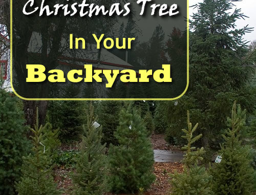 How To Grow Your Own Christmas Trees