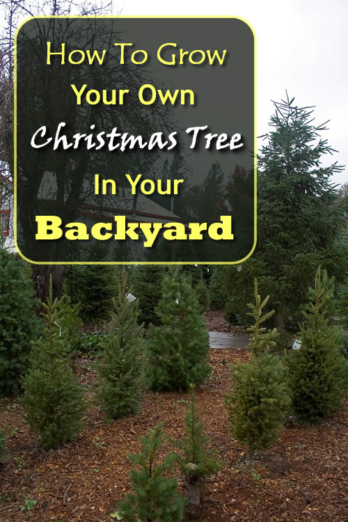 How To Grow Your Own Christmas Trees