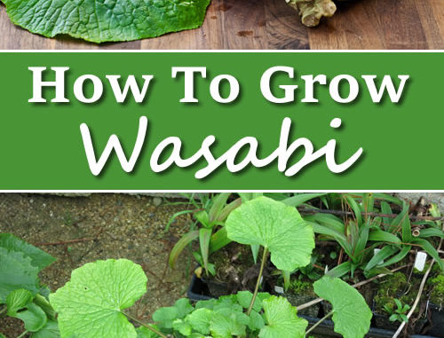 How To Grow Wasabi