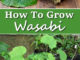How To Grow Wasabi