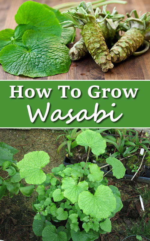 How To Grow Wasabi