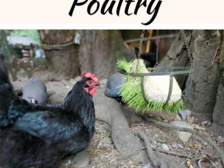 How To Sprout Barley Grains For Chickens