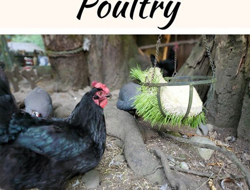 How To Sprout Barley Grains For Chickens