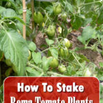 How To Stake Roma Tomato Plants