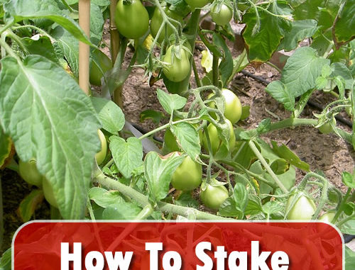 How To Stake Roma Tomato Plants