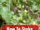 How To Stake Roma Tomato Plants