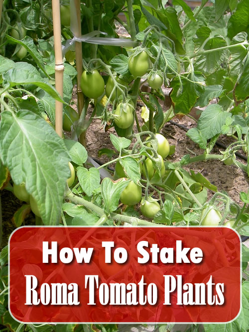 How To Stake Roma Tomato Plants