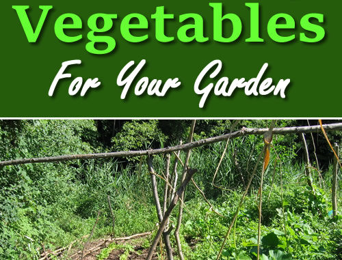 8 Self Seeding Vegetables For Your Garden