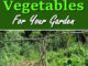 8 Self Seeding Vegetables For Your Garden