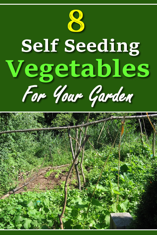 8 Self Seeding Vegetables For Your Garden