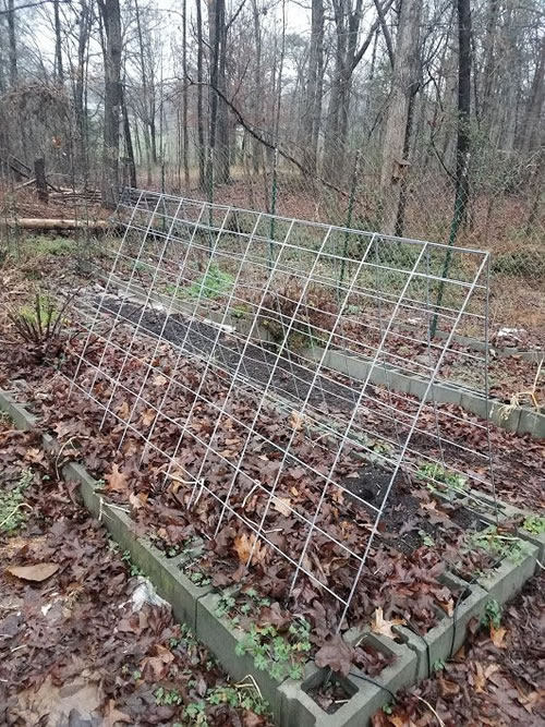 DIY Cattle Panel Trellis