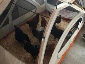 DIY Tent Chicken Coop