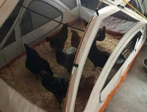 DIY Tent Chicken Coop