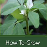 How To Grow Fenugreek
