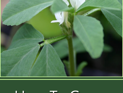 How To Grow Fenugreek