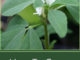 How To Grow Fenugreek
