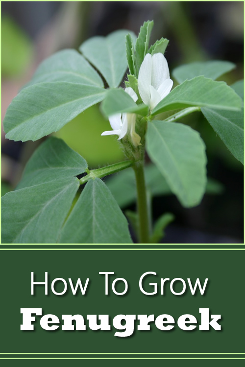 How To Grow Fenugreek