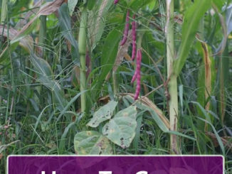 How To Grow Kidney Beans