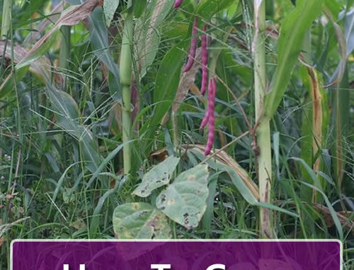 How To Grow Kidney Beans
