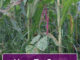 How To Grow Kidney Beans