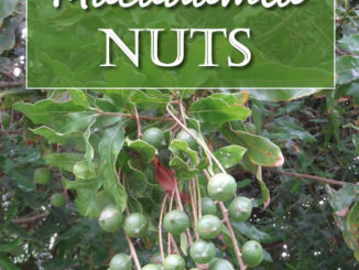 How To Grow Macadamia Nuts
