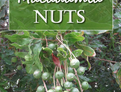 How To Grow Macadamia Nuts