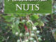 How To Grow Macadamia Nuts