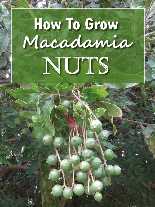 How To Grow Macadamia Nuts