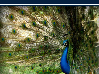 How To Raise Peacocks