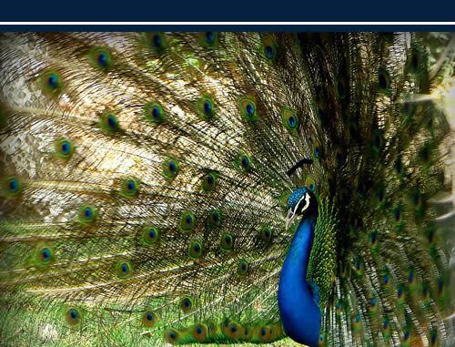 How To Raise Peacocks