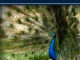 How To Raise Peacocks