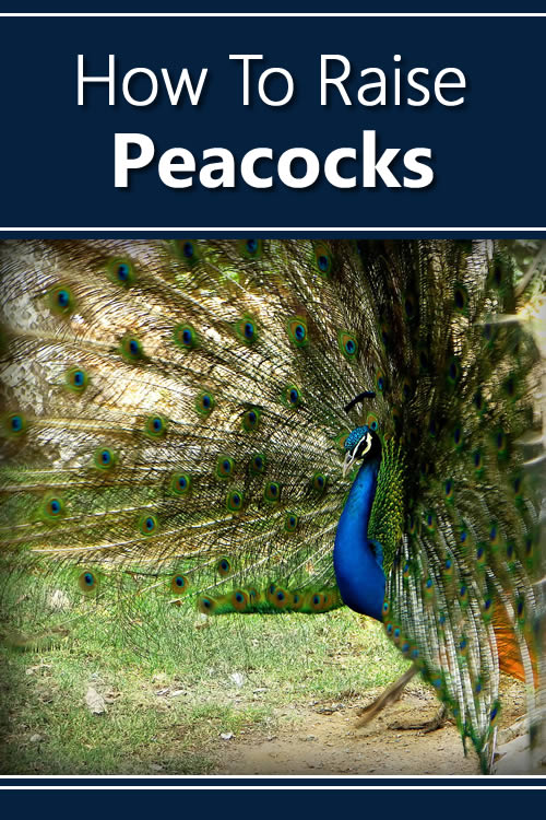 How To Raise Peacocks