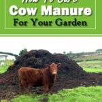 How To Cure Cow Manure