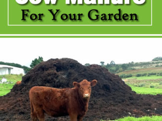 How To Cure Cow Manure