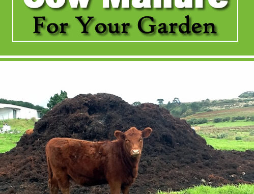 How To Cure Cow Manure