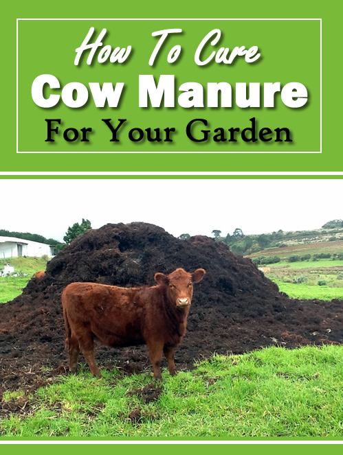 How To Cure Cow Manure