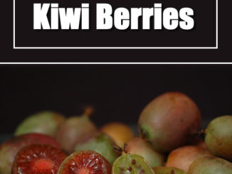 How To Grow Kiwi Berries