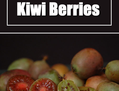 How To Grow Kiwi Berries
