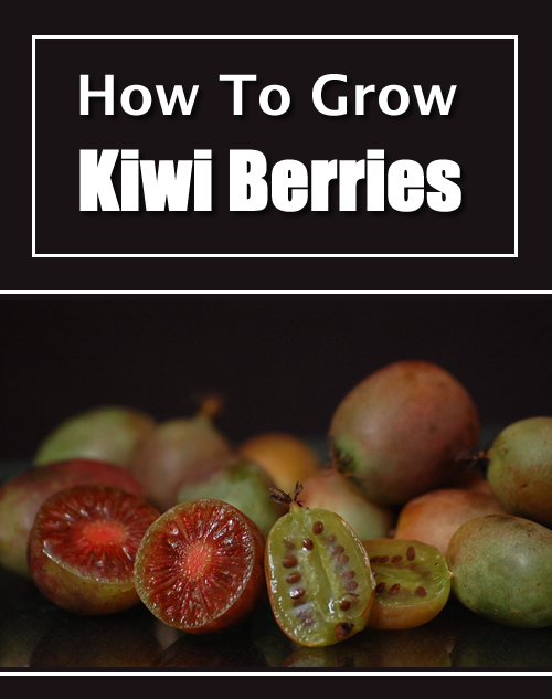 How To Grow Kiwi Berries
