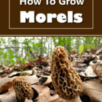 How To Grow Morels