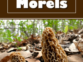 How To Grow Morels