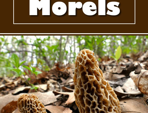 How To Grow Morels
