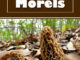 How To Grow Morels